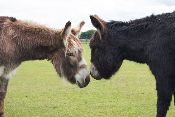 Redwings Horse Sanctuary - Mountains